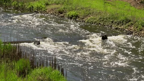 Stream river close Stock Footage 142212537