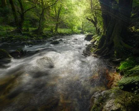 Stream of a River flows through a Green Oak Forest Stock Photos