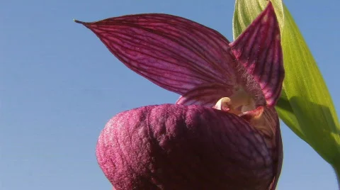 Stream,  river Stock-Footage 590808