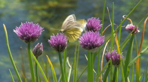 Stream,  river Vídeos de archivo 590815