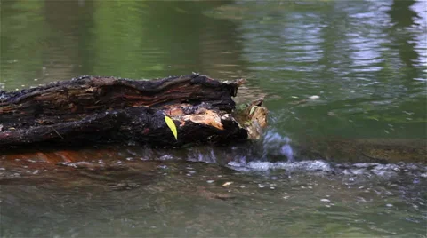 Stream of the river Stock Footage 38844961