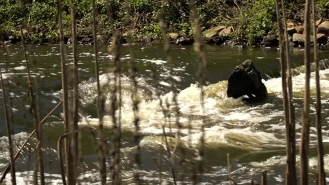 Stream river Stock Footage 142213486