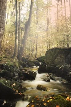Stream of a river in a leafy forest Foto stock