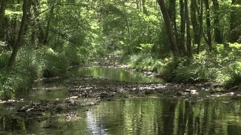 Stream river puddle pond water forest trees day sunlight countryside nature.. Stock Footage 330952108