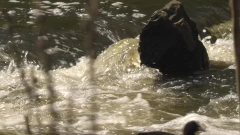 Stream river slow-motion Video stock 142211960
