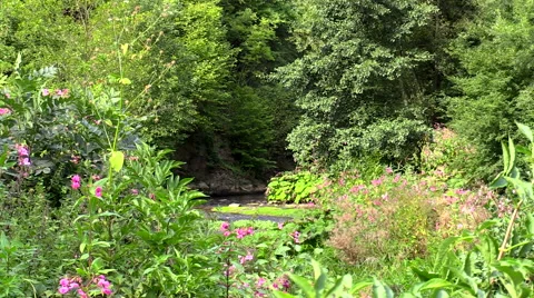 Stream River through trees and flowers Germany Vídeo Stock 57469157