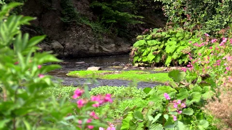 Stream river through trees and flowers Video stock 57469176