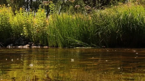 Stream of a river in Turkey. River stream in green nature forest landscape Stock Footage 157055584