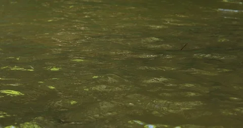 Stream of river water in nature Stock Footage 86011296