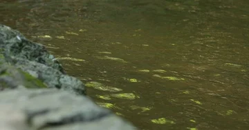 Stream of river water with stone rock in green nature forest Video stock 86046248