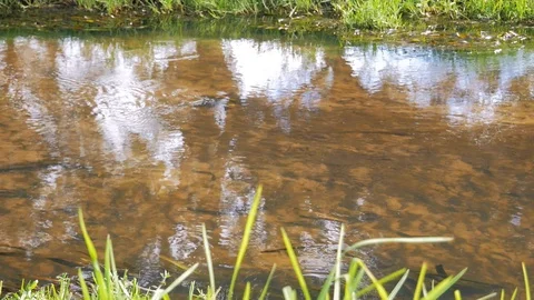 Stream riverbank close up Stock Footage 108487287