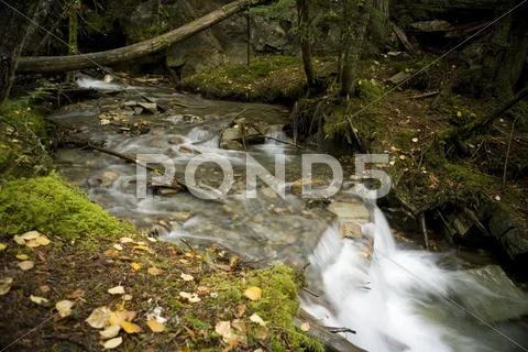 Stream in Robson Valley Stock Photos