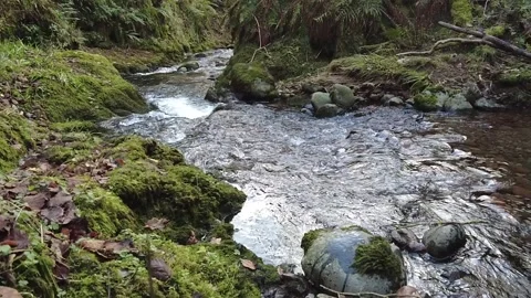 Stream rocks ferns Stock Footage 258670757