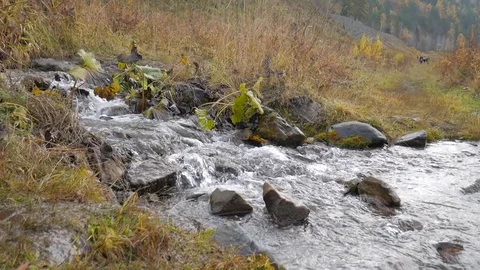 The stream in the rocks Stock Footage 80899579