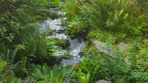 Stream in Royal Botanic Garden of Edinburgh Stock Footage 86736072