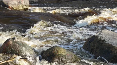 Stream running fast in spring green forest. River with small waterfall. Stones Stock Footage 156138095