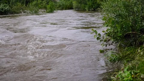 Stream running fast in summer green forest. Video stock 166593167