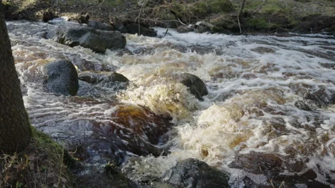 Stream running fast in summer green forest. Stones and logs covered with moss Video stock 197349676