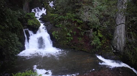 Stream Running Into Forest Pool 動画素材 59142634