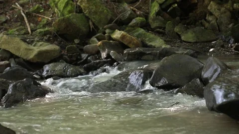 Stream running over rocks Stock Footage 73016741