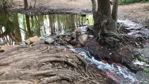Stream Running into Small Pond Stock Footage 87059499
