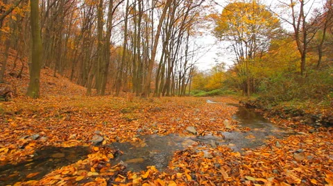 Stream running through autumn forest floor covered with dry leaves Stock Footage 43838791