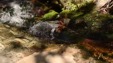 A stream running through the bare roots of trees in a rocky cliff Stock Footage 139156994