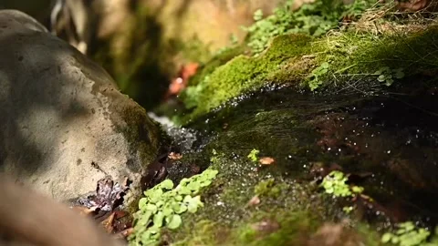 A stream running through the bare roots of trees in a rocky cliff Stock Footage 139157010