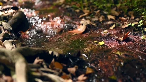 Stream running through the bare roots of trees in a rocky cliff Stock Footage 139157038