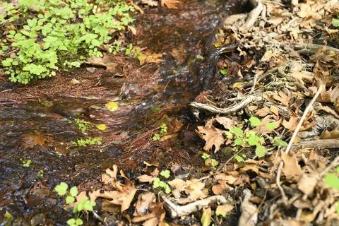 A stream running through the bare roots of trees in a rocky cliff and fallen Stock Photos