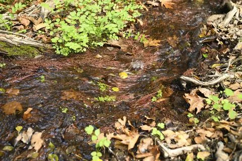 A stream running through the bare roots of trees in a rocky cliff and fallen Stock Photos