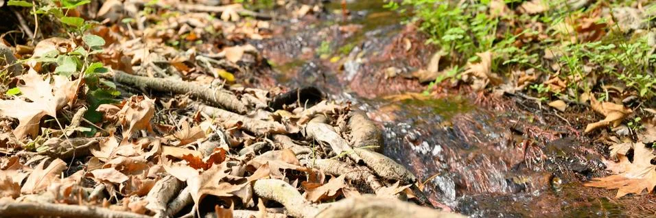 A stream running through the bare roots of trees in a rocky cliff and fallen Stock-Fotos