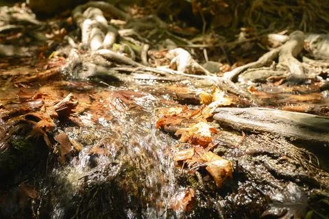 A stream running through the bare roots of trees in a rocky cliff and fallen Stock Photos