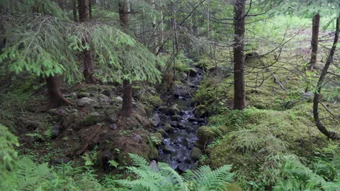 Stream running through dense pine tree forest in Sweden Stock Footage 159163144