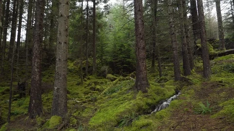 Stream running through enchanted forest Stock Footage 101078633