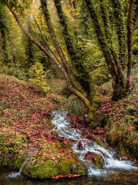 A stream running through fallen leaves in the forest Stock Photos