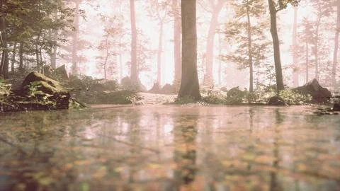 A stream running through a forest filled with lots of trees Stock Illustration
