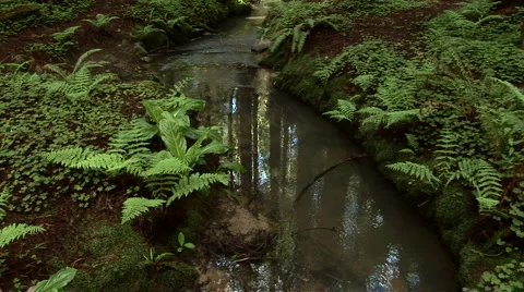 Stream running through forest floor Video stock 931613