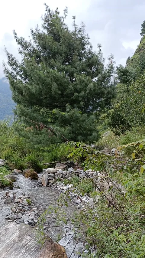 Stream Running Through The Forest Stock Footage 165885176