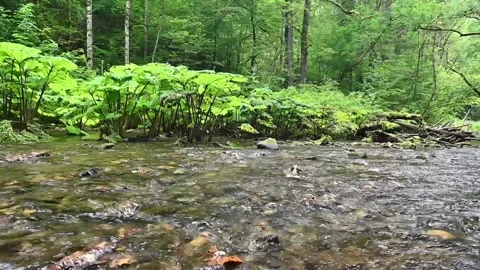 A stream is running through forest in a natural reserve, HD Stock Footage 146276454