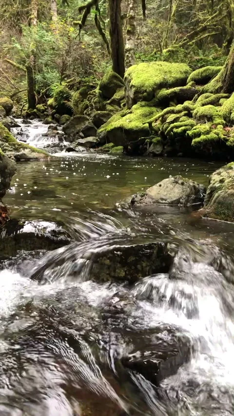 Stream running through forest in Pacific Northwest. Stock Footage 143302265