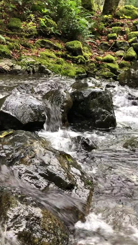 Stream running through forest in Pacific Northwest 2 Stock Footage 143302426