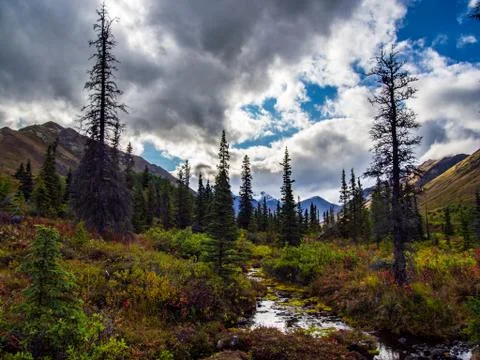 Stream Running Through Forest Valley in Alaska Stock Photos