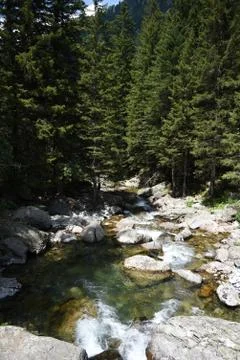 Stream running through forest view from above Stock Photos