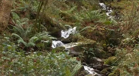 Stream running through the forest with waterfall and ferns Stock Footage 279171585