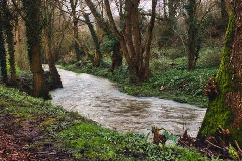 A stream running through a forest in winter Stock Photos