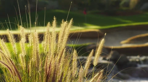 Stream Running Through a Golf Course- 2 Stock Footage 66516056