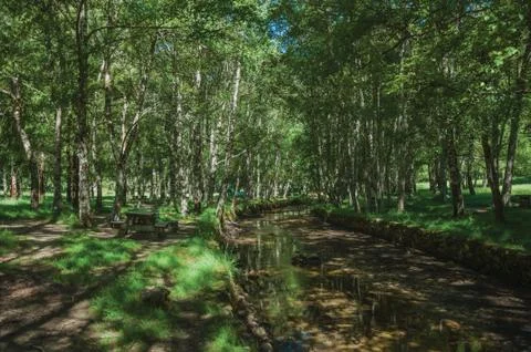 Stream running through a leafy grove in a sunny day Stock Photos