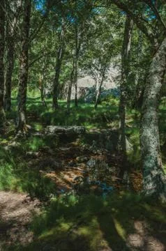 Stream running through a leafy grove in a sunny day Stock Photos