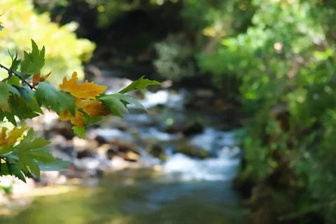 A stream running through a lush forest in the fall. The leaves on the trees.. Stock Photos